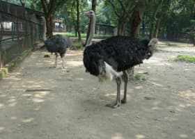 PD Ostrich Show Farm